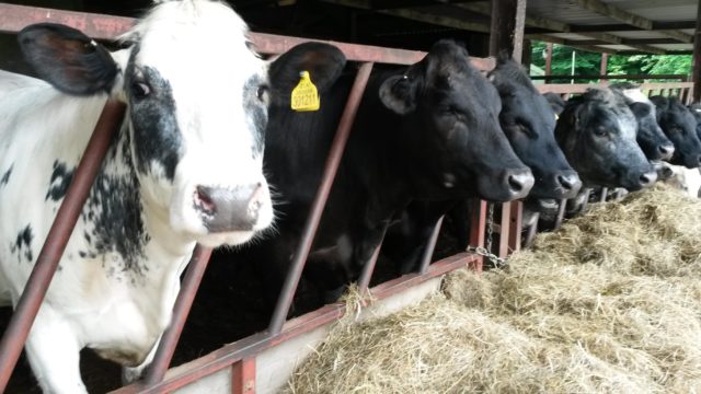 Row of cows in Devon