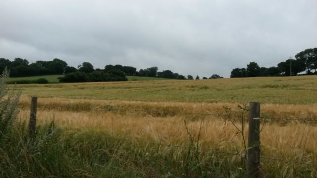 More fields - this time yellow and green. Cloudy sky.