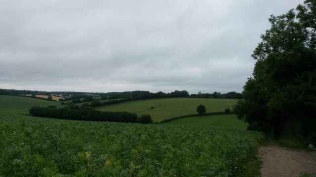 Green fields. Not sure what the crop is.