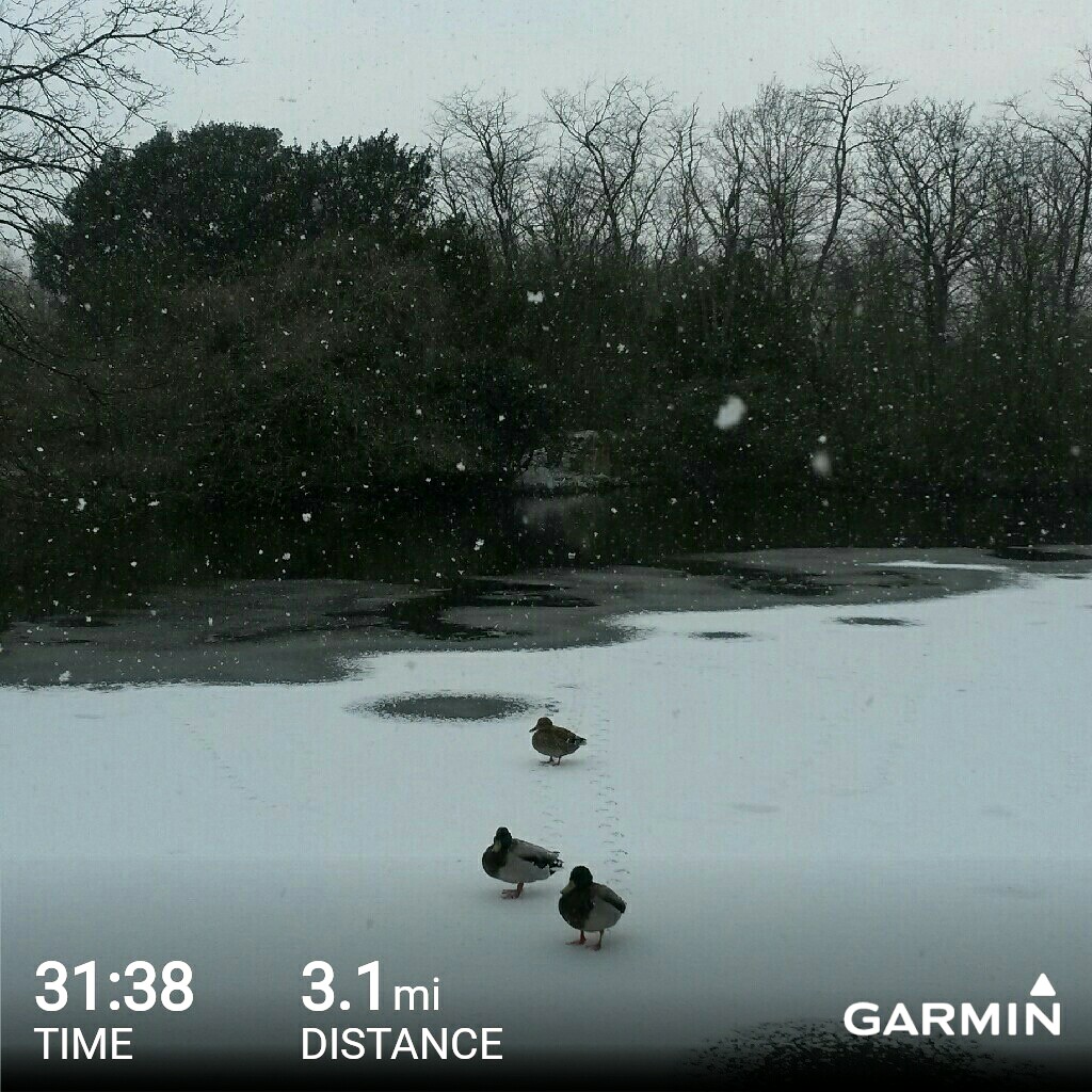 Ducks on a frozen lake in the snow - as seen on a run