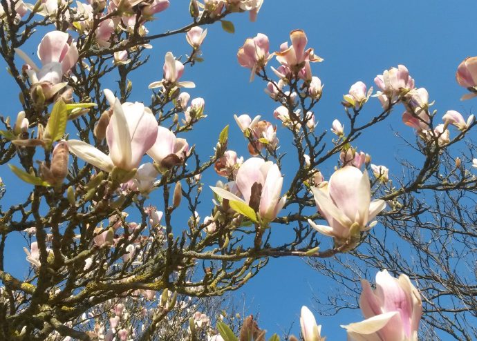 flowers and blue sky