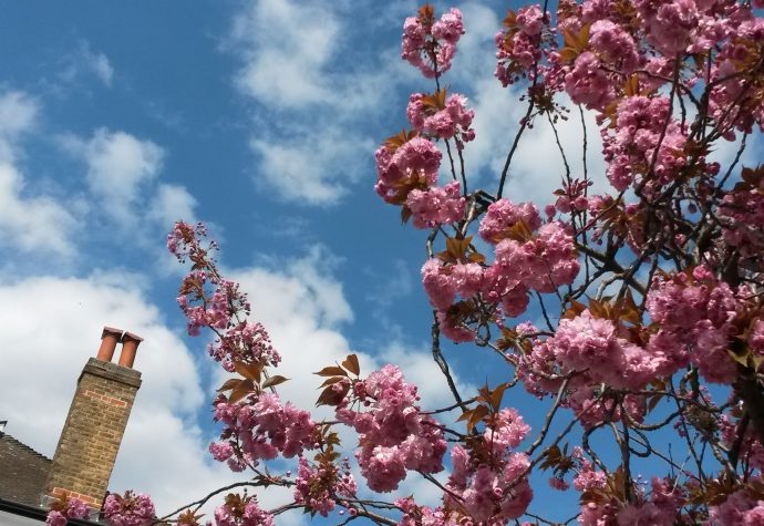 Picture of sky with a tree full of pink bloom