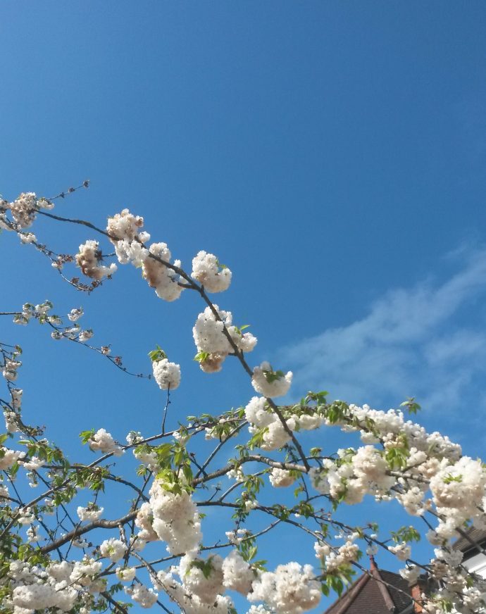 Spring flowers and clear blue sky