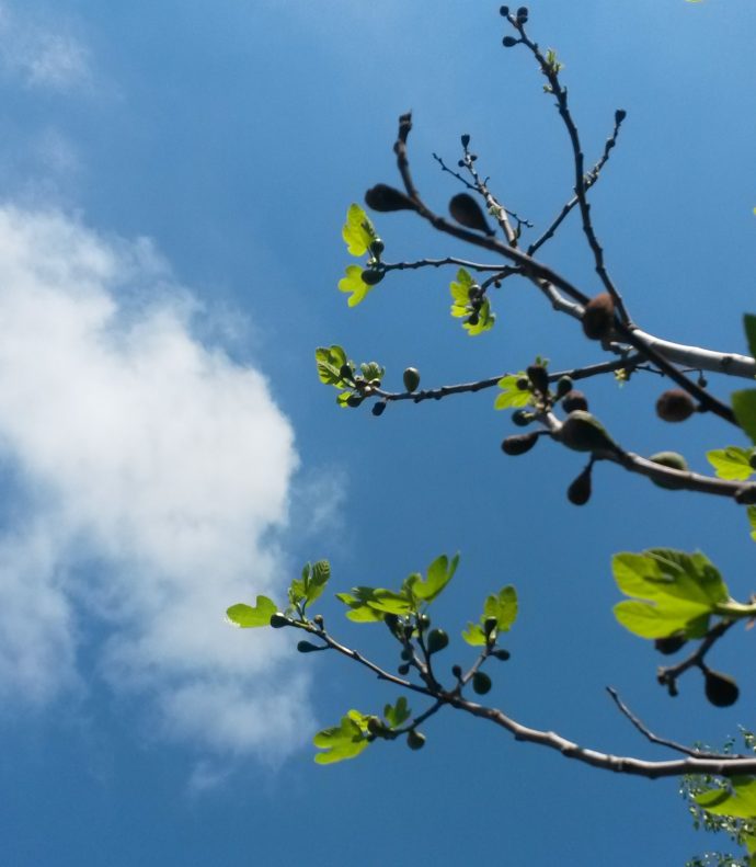 Looking through a tree to the sky