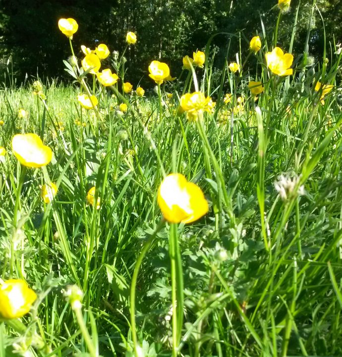 Yellow flowers in Dulwich Park