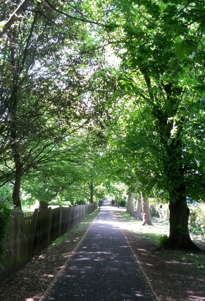 A treelined path