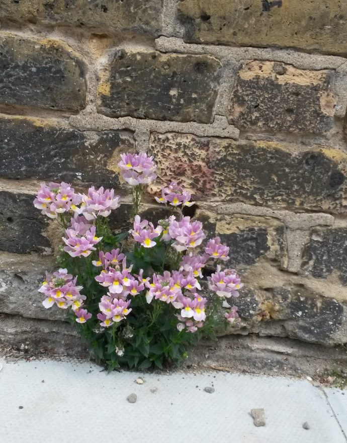 Nature is making a comeback - flowering weeds on footpath