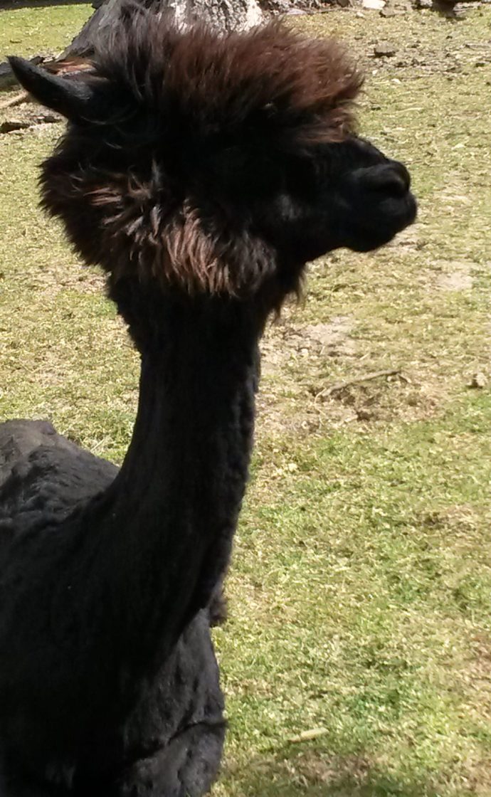 Alpaca