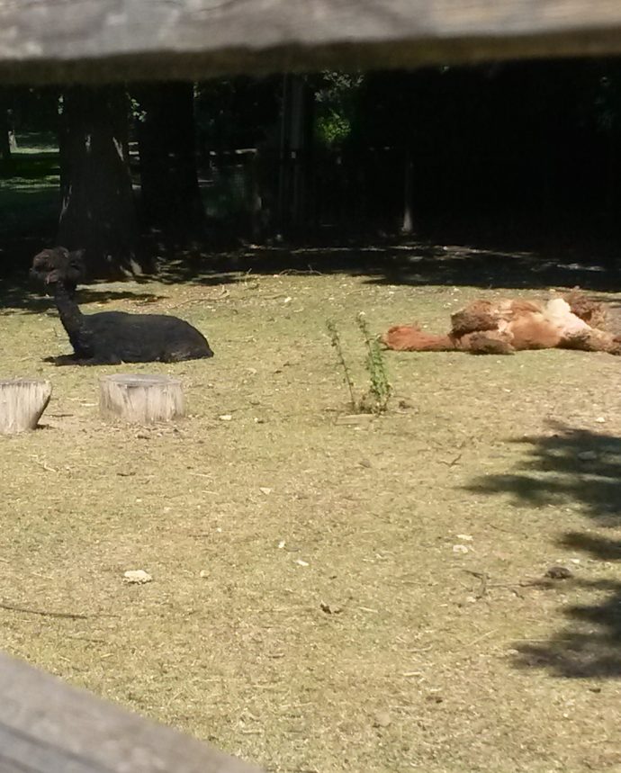 alpacas lying on the grass