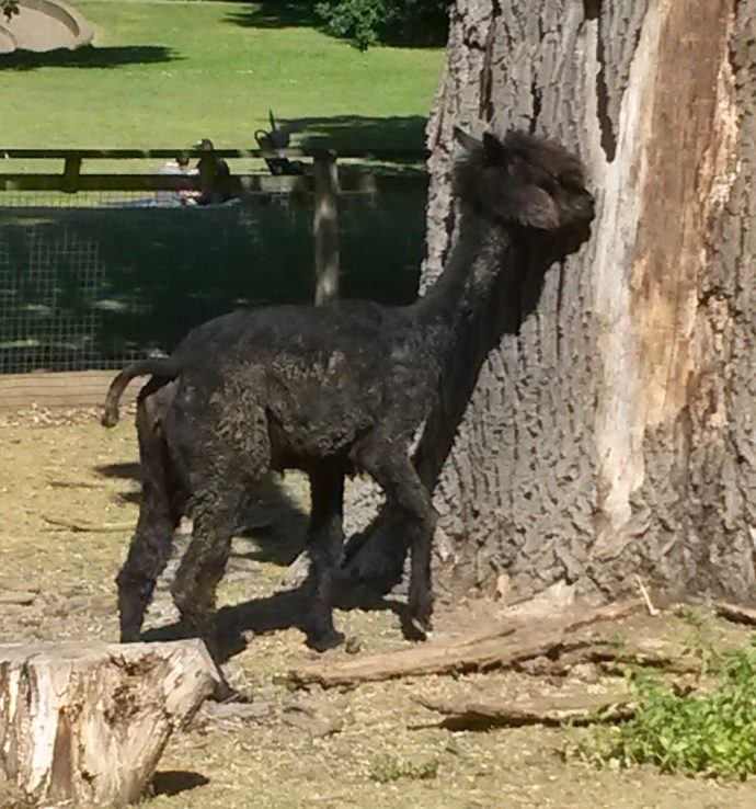 An alpaca giving itself a good scratch against a tree