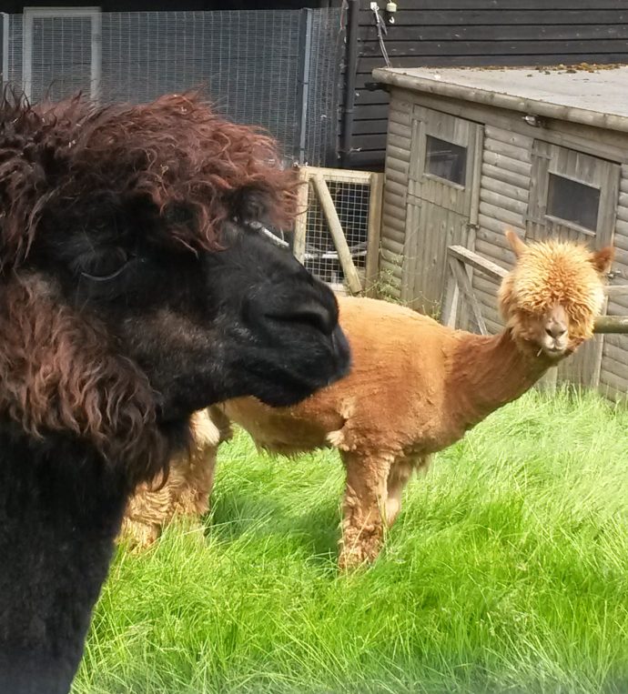 Day 76 of lockdown - 2 alpacas