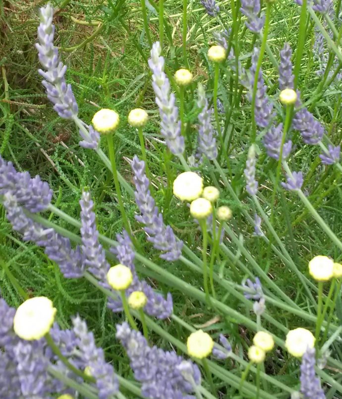 Day 79 of lockdown - lavender and yellow flowers