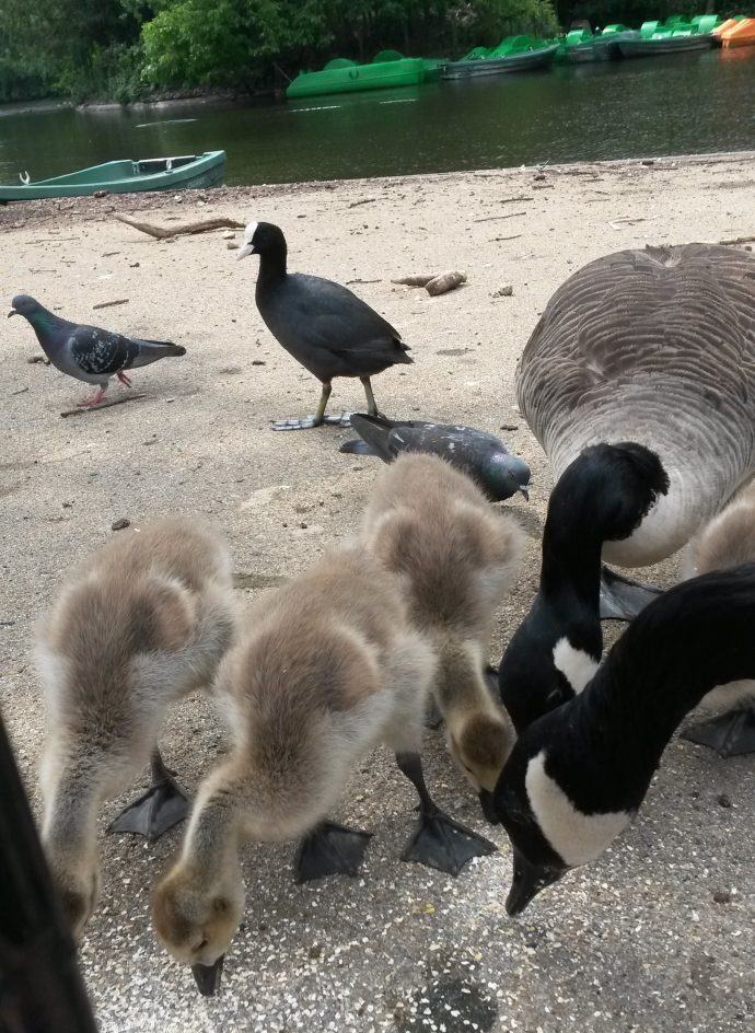 Day 81 of lockdown - goslings eating seeds in Dulwich Park