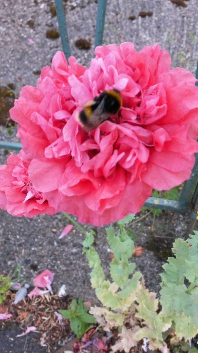 A bee having a lovely time in a flower