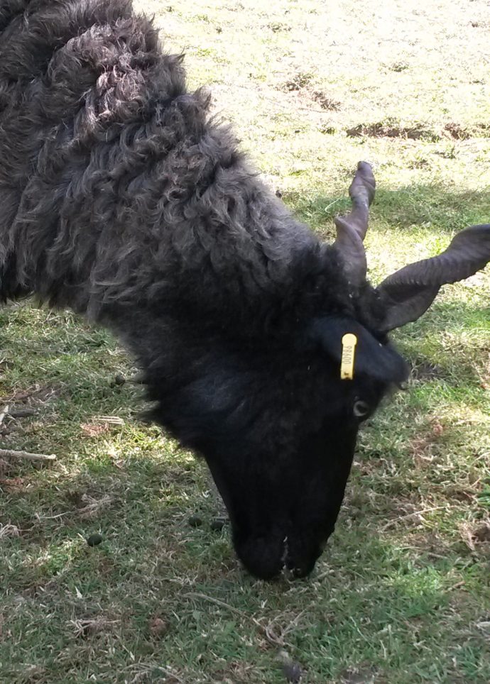 day 82 of lockdown- goat with spiral horns eating grass